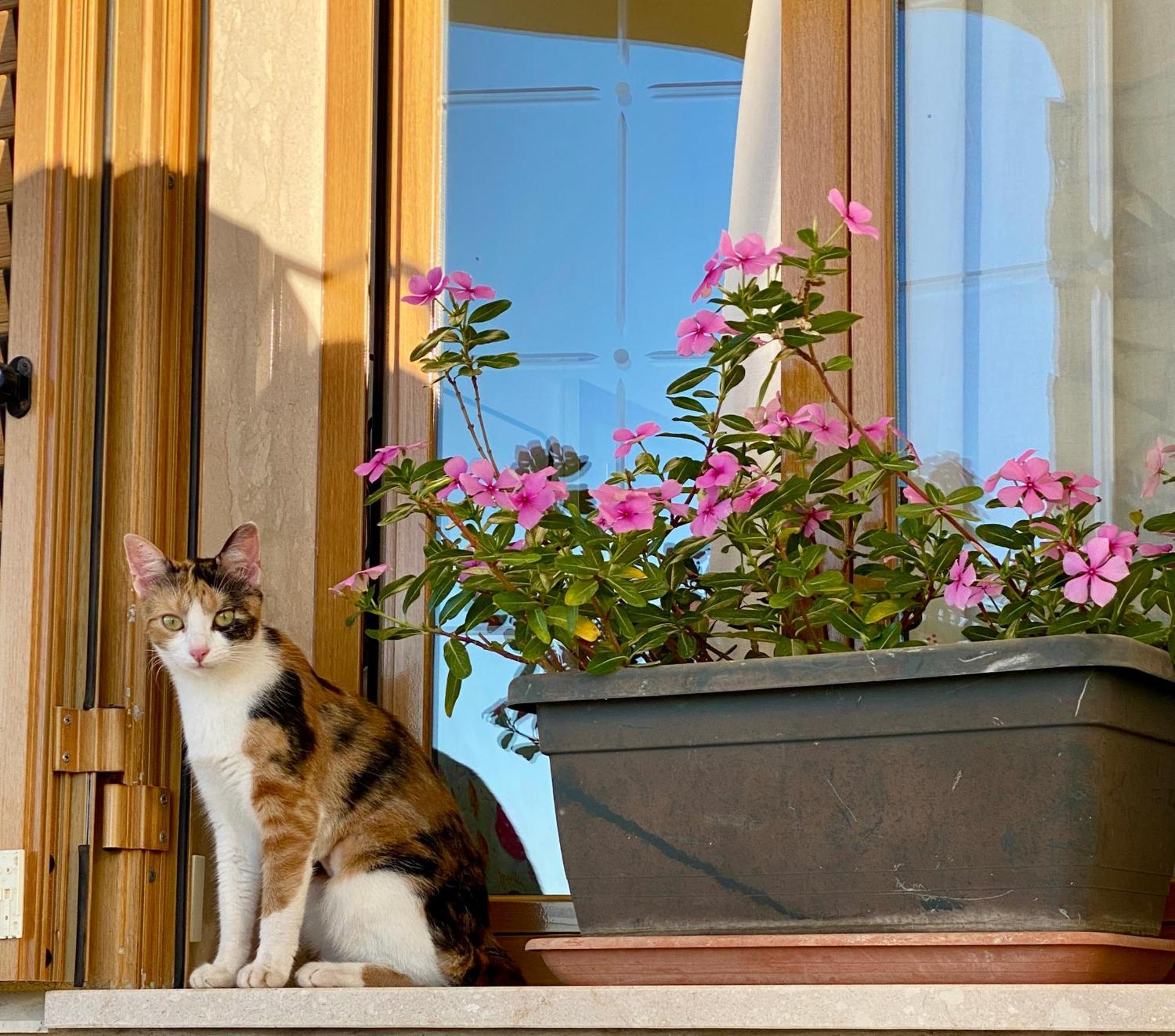 Villa Mare Giuggiola Алкамо Марина Екстериор снимка